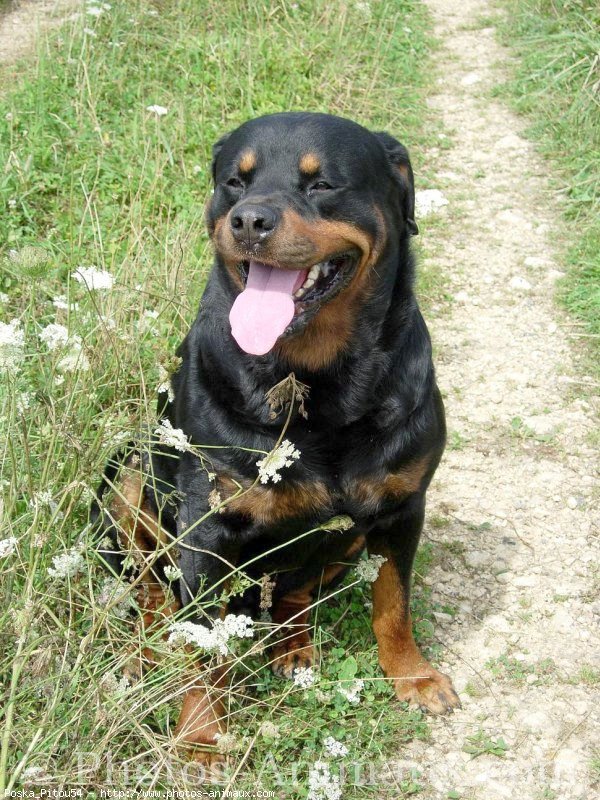 Photo de Rottweiler