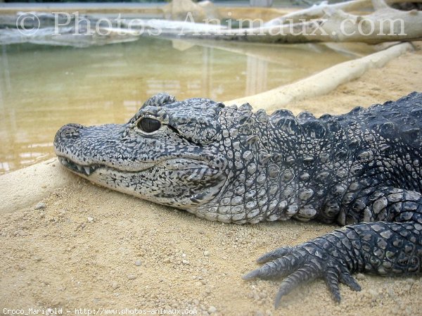 Photo de Crocodile