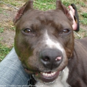 Photo d'American staffordshire terrier