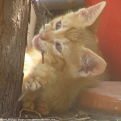 Photo de Chat domestique