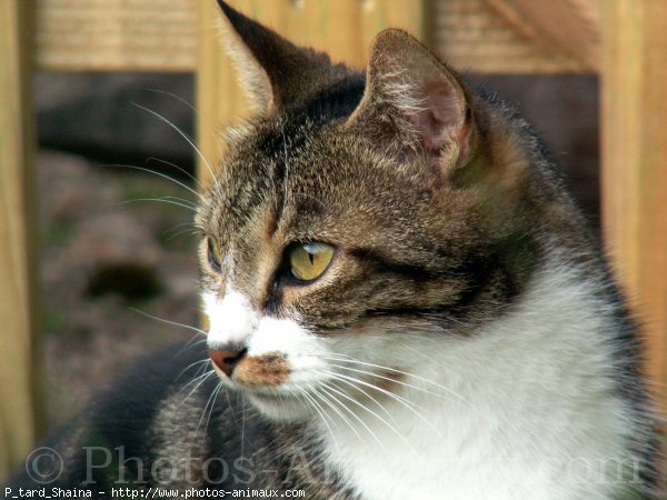 Photo de Chat domestique