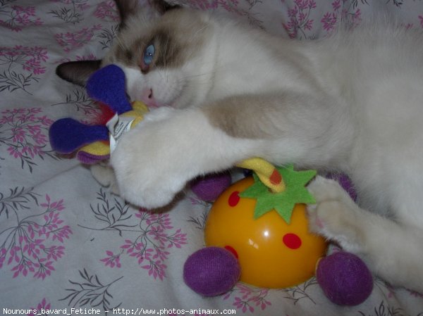 Photo de Ragdoll