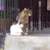 Photo de Chat domestique