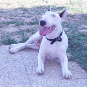 Photo de Bull terrier miniature