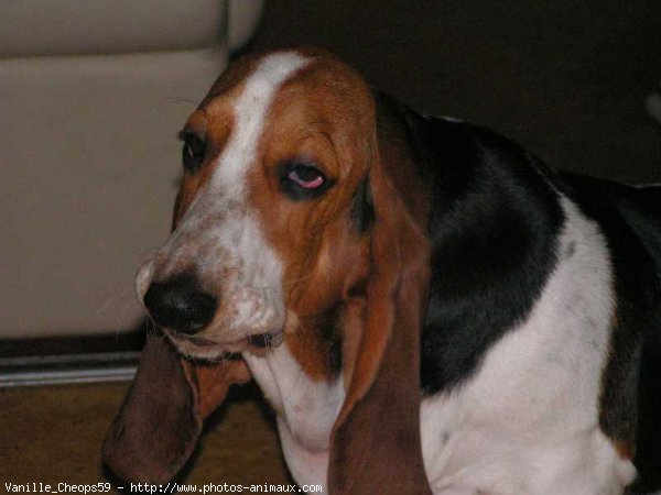 Photo de Basset hound