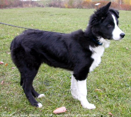 Photo de Border collie