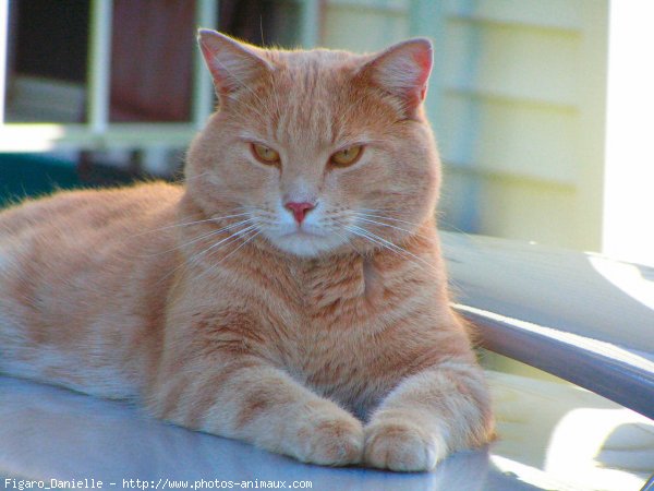 Photo de Chat domestique