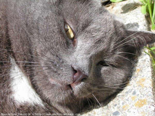 Photo de Chat domestique