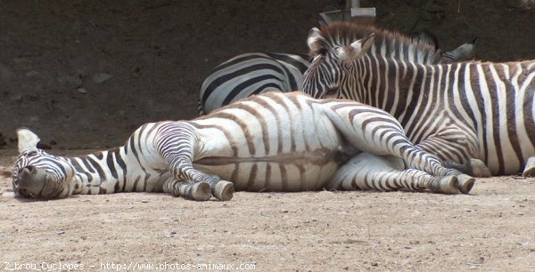 Photo de Zebre