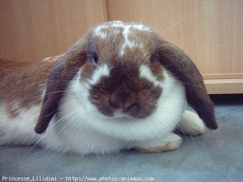 Photo de Lapin