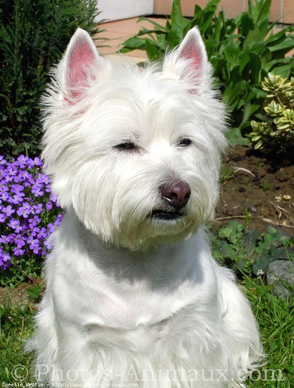 Photo de West highland white terrier