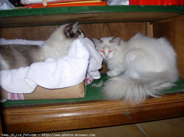 Photo de Ragdoll