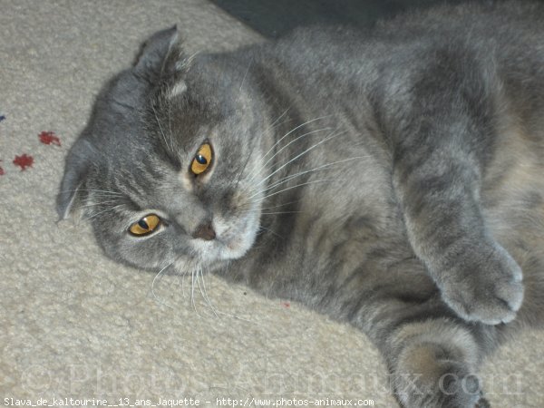 Photo de Scottish fold