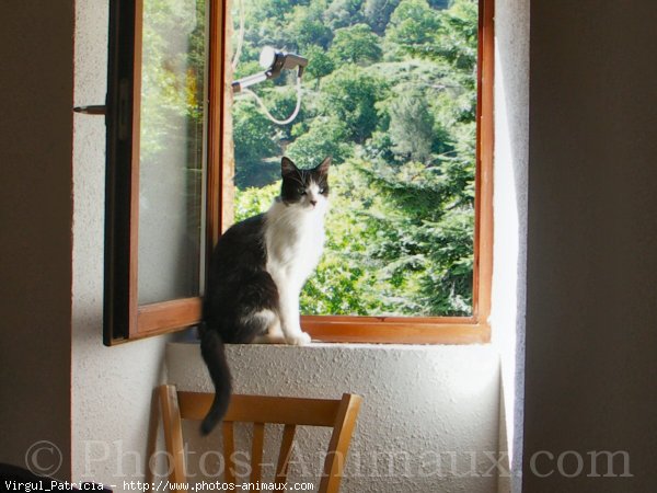 Photo de Chat domestique