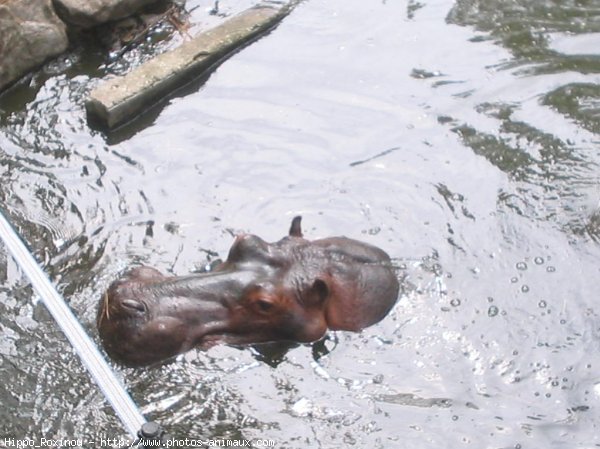 Photo de Hippopotame