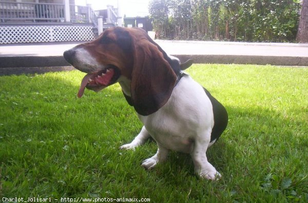 Photo de Basset hound