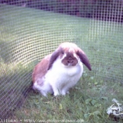 Photo de Lapin