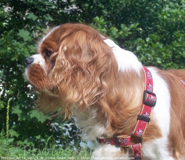 Photo de Cavalier king charles spaniel