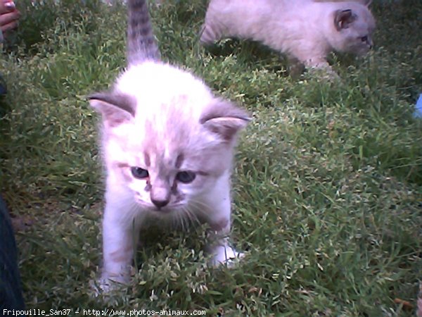 Photo de Chat domestique