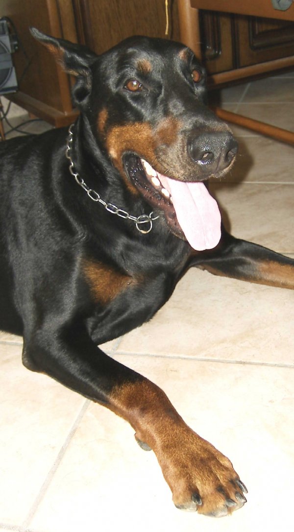 Photo de Dobermann