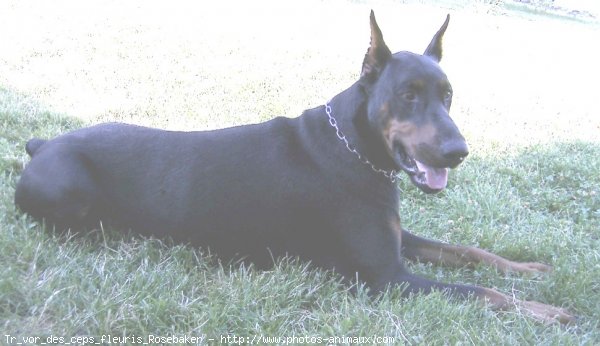 Photo de Dobermann