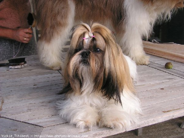 Photo de Shih tzu