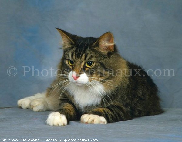 Photo de Maine coon