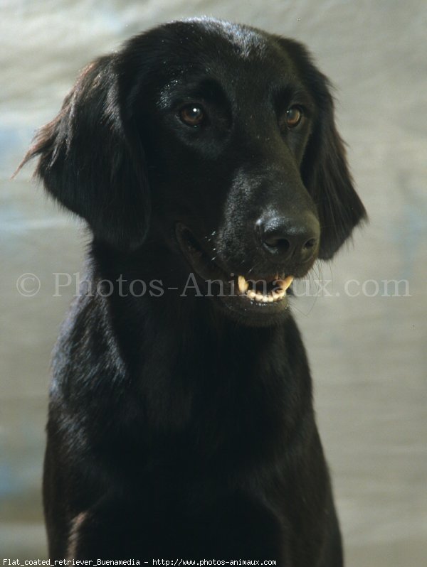 Photo de Retriever  poil plat