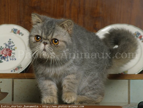 Photo d'Exotic shorthair