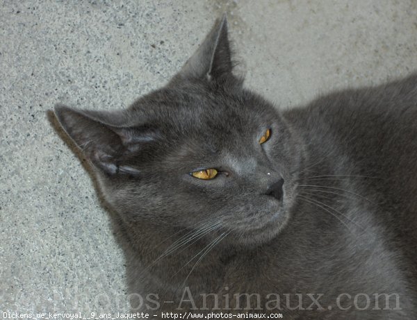 Photo de Chartreux