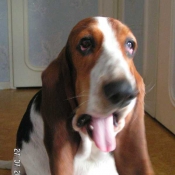 Photo de Basset hound