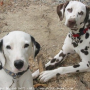 Photo de Dalmatien