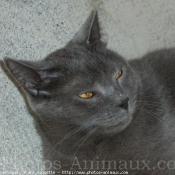 Photo de Chartreux