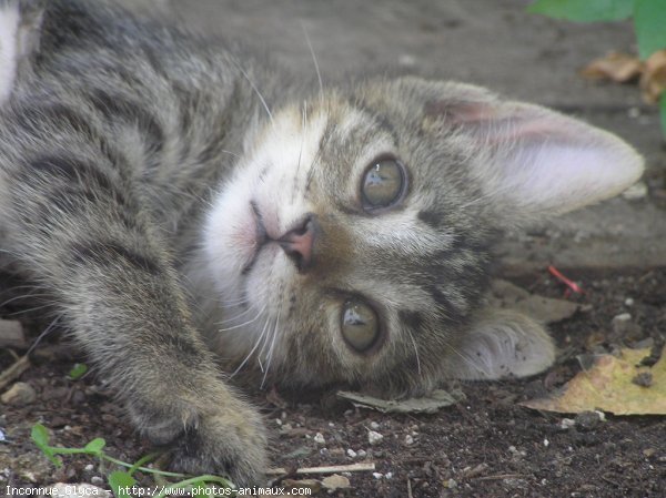 Photo de Chat domestique