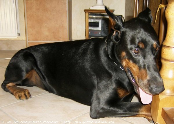 Photo de Dobermann