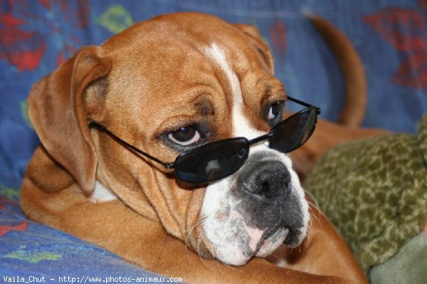 Photo d'Olde english bulldogge