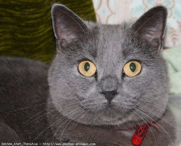 Photo de Chartreux