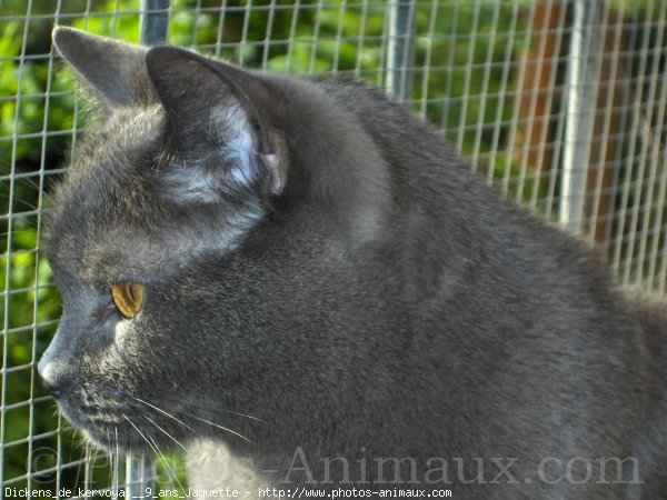 Photo de Chartreux