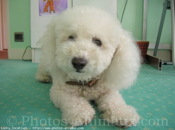 Photo de Bichon  poil fris