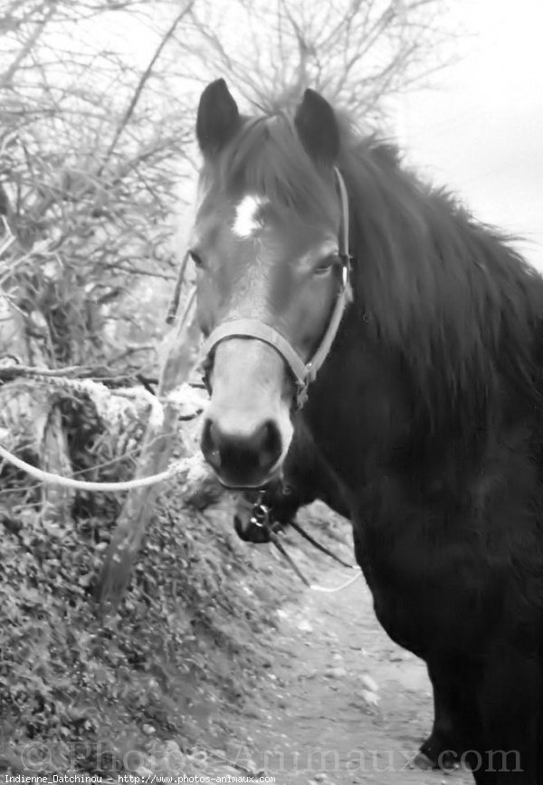 Photo de Poney franais de selle