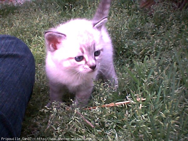 Photo de Chat domestique