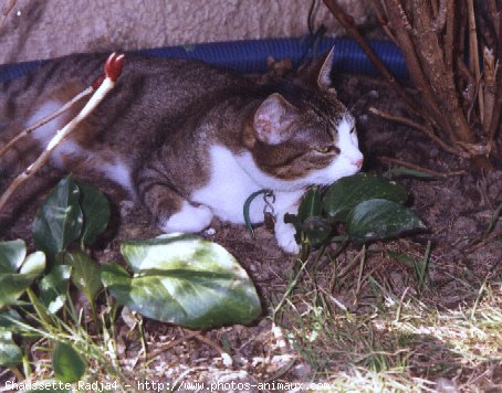 Photo de Chat domestique