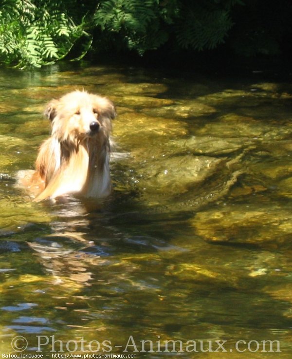 Photo de Colley  poil long