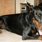 Photo de Dobermann