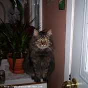 Photo de Maine coon