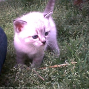 Photo de Chat domestique