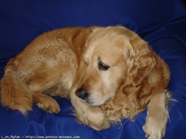 Photo de Golden retriever