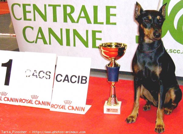 Photo de Pinscher allemand