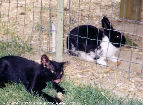 Photo de Chat domestique