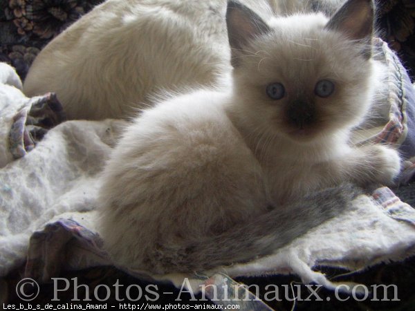 Photo de Sacr de birmanie